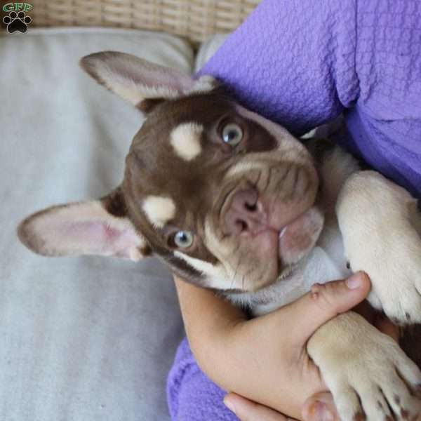 Maverick, French Bulldog Puppy